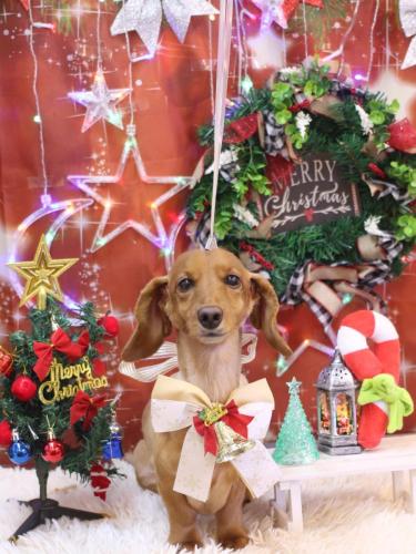 20231210しろくん